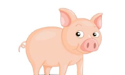 1983年属猪的人2020年运势及运程