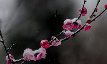 属狗人约会时应避免的错误是什么