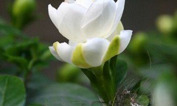 属狗人不为人知的怪癖