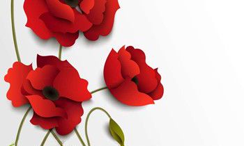 属狗人的人格从什么花中能看出来