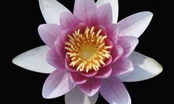 属狗人如何与同事相处