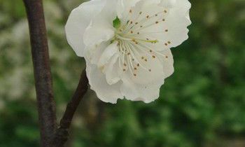 属狗人是什么天才