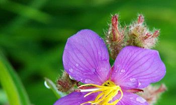 属狗人错怪别人之后有什么样的态度