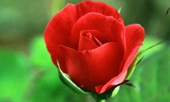 属狗人穿越进了海贼王会是谁