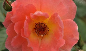 属狗人如何才能打开心扉