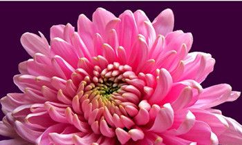 属狗人的爱情底线是什么