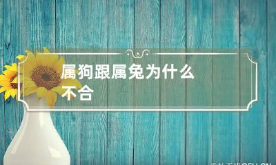 属狗跟属兔为什么不合