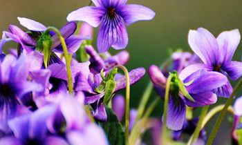 属狗女人婚后需要改正的性格是什么