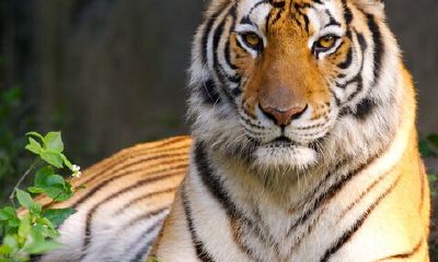 属虎2020年运势及运程 2020年属虎人的全年运势