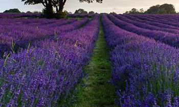 属狗女人要嫁给你的表现是怎样的