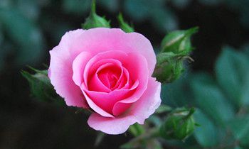 属狗人离家出走的原因