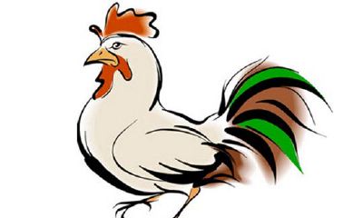 属鸡的今年多大了2019 生肖鸡2019年多少岁