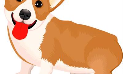 1982年出生的属狗的人2019年运程