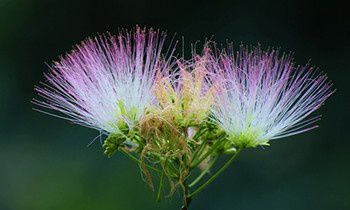 属狗夫妻间的和睦相处之道是怎样的