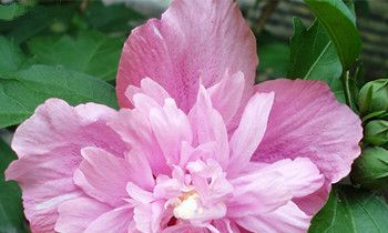 属狗人专属的吉祥风水鱼是什么