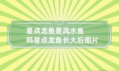 星点龙鱼是风水鱼吗 星点龙鱼长大后图片