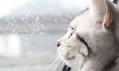 12生肖里为什么没有猫，原因竟是