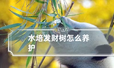 水培发财树怎么养护