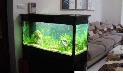 十二生肖属相的鱼缸摆放方法及宜忌