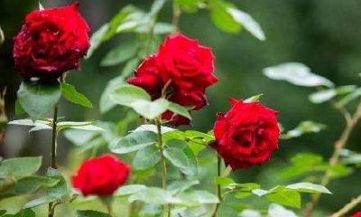 2月份吉星高照运势好，不管做啥都是一路发发发的生肖