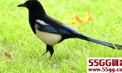 喜鹊叫3声，富贵到3代，未来20年，这3个生肖大运到来飞黄腾达