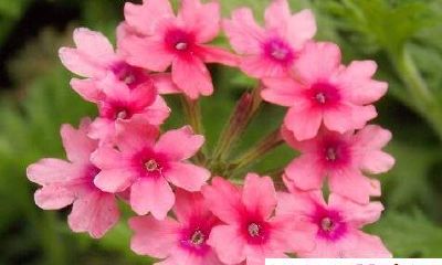 明年准生娃！3生肖明年喜事最多，喜添贵子，喜涨横财，喜气洋洋