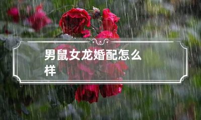 男鼠女龙婚配怎么样