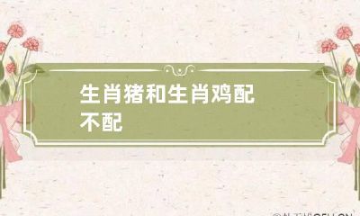 生肖猪和生肖鸡配不配
