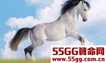 明年一过，能财运亨通的生肖