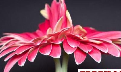 恭喜您！未来10天，有百年一遇的大横财，欠债全还清的生肖！