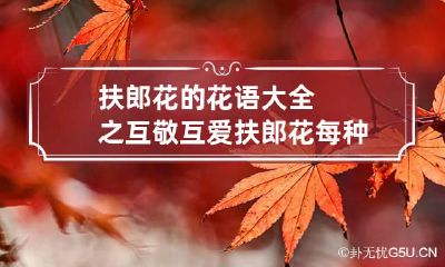 扶郎花的花语大全之互敬互爱 扶郎花每种颜色的花语