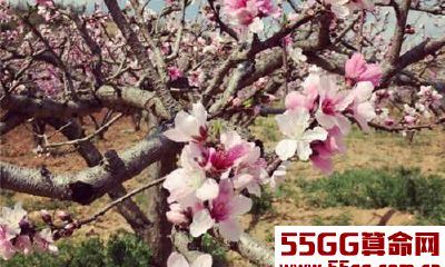 2018年交桃花运的生肖