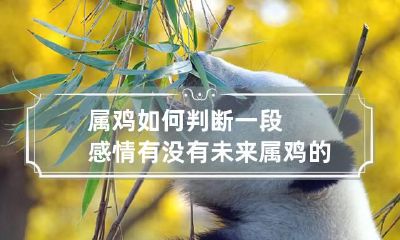 属鸡如何判断一段感情有没有未来 属鸡的感情如何