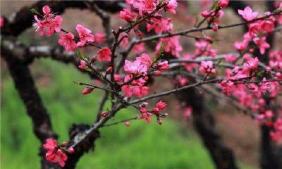 2018桃花运最棒的生肖