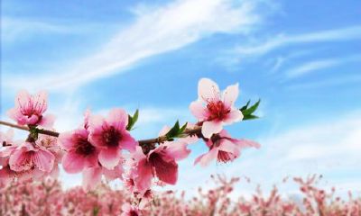 从姓名学的角度看什么样的名字旺桃花