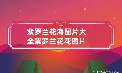 紫罗兰花海图片大全 紫罗兰花花图片