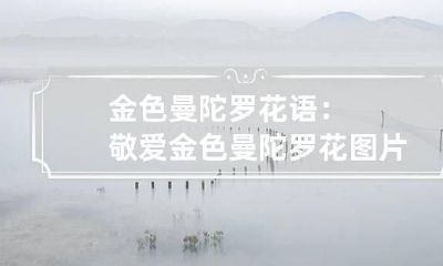 金色曼陀罗花语：敬爱 金色曼陀罗花图片卡通