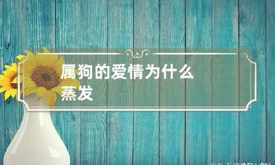 属狗的爱情为什么蒸发