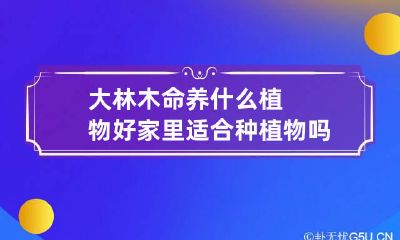 大林木命养什么植物好 家里适合种植物吗