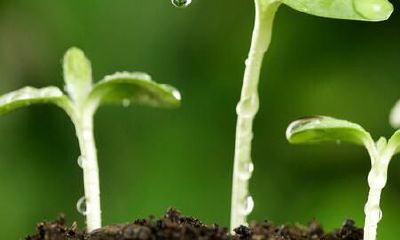 用植物给孩子取名