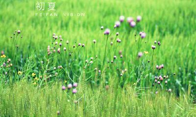 初夏出生的宝宝如何取名