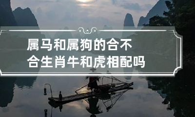 属马和属狗的合不合 生肖牛和虎相配吗