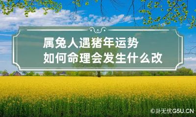 属兔人遇猪年运势如何 命理会发生什么改变