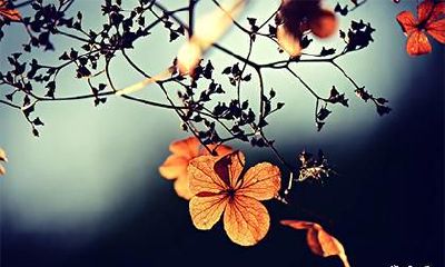 八字喜木喜火起名常用字 八字喜木喜火的名字起名大全