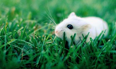 12星座配对12生肖