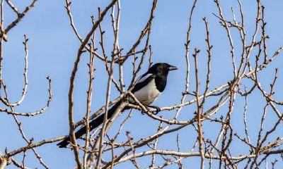 小耳朵的男性的性格怎么样？婚姻运势怎么样？