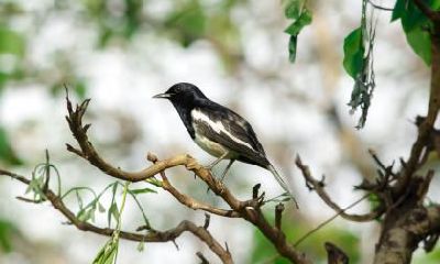 眼皮宽松的男性的面相会不会克妻？什么是面相？