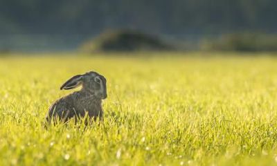 女人嘴巴像兔子好吗，女人兔子嘴面相分析