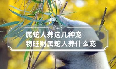 属蛇人养这几种宠物旺财 属蛇人养什么宠物招财