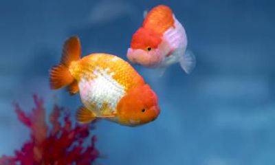 鲫鱼鼻代表什么